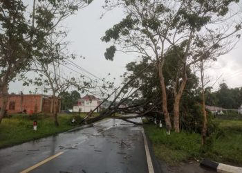 Pohon Tumbang di Jalan Nasional Di Kerinci