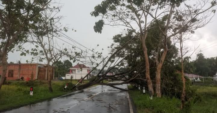 Pohon Tumbang di Jalan Nasional Di Kerinci