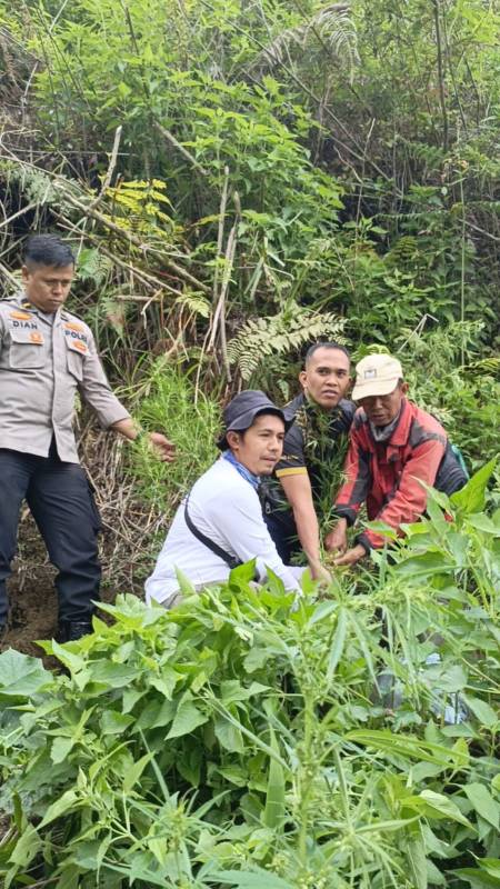 Polisi Temukan Ladang Ganja di Sungai Dalam Kayu Aro, Ini Jumlah Batangnya