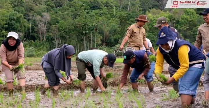 Bupati kerinci saat menanam padi serentak