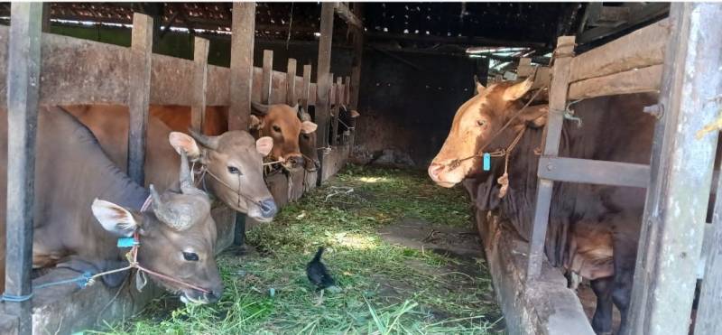 Stok hewan qurban di kota Jambi dipastikan Aman