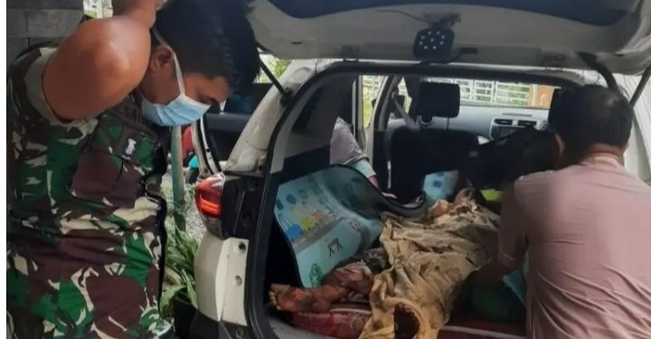 Warga Merangin Nyaris Tewas diterkam Harimau
