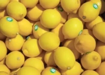 Buah Lemon