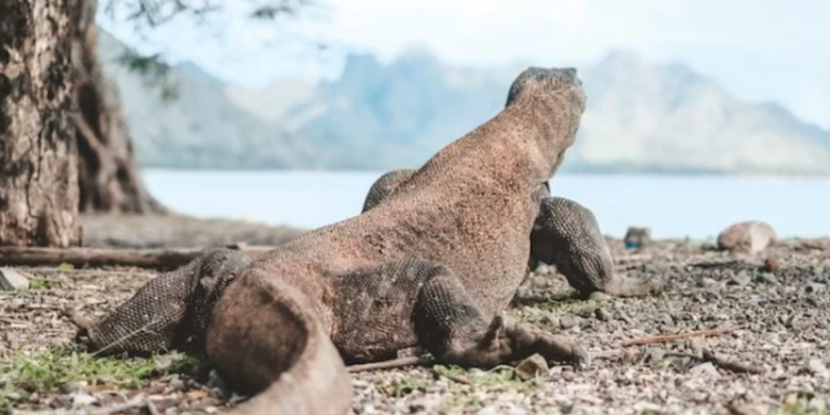 Terlihat Seorang Komodo di Pulau Komodo NTT