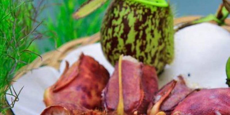 Makanan Khas Tradisional Kerinci yang Rugi Tidak Menikmati