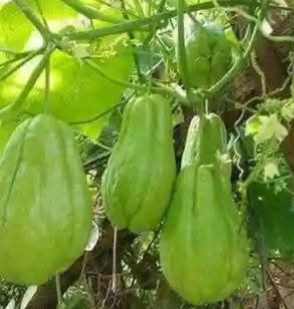 Labu Siam Ternyata Memiliki Sejuta Manfaat untuk Kesehatan 
