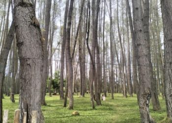 Wisata Pohon Pinus: Tempat Sejuk, Santai dan Eksotis di Kerinci