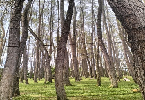 Wisata Pohon Pinus: Tempat Santai dan Sejuk di Kerinci dengan Ramah Kantong