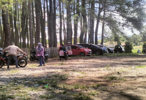 Wisata Pohon Pinus: Tempat Santai dan Sejuk di Kerinci dengan Ramah Kantong