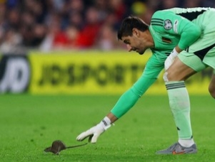 Kiper Belgia Thibaut Courtois berusaha menangkap tikus yang berada di depannya. (REUTERS/Matthew Childs)

Baca artikel CNN Indonesia "Pertandingan Wales vs Belgia Diganggu Invasi Tikus" selengkapnya di sini: https://www.cnnindonesia.com/olahraga/20251014124329-142-1284324/pertandingan-wales-vs-belgia-diganggu-invasi-tikus#goog_rewarded.

Download Apps CNN Indonesia sekarang https://app.cnnindonesia.com/