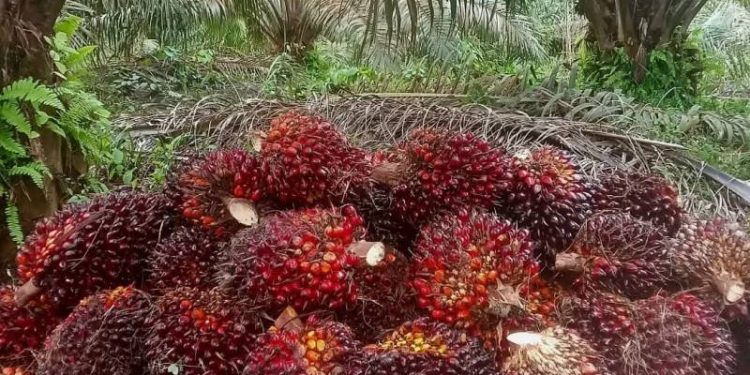 Harga TBS Sawit Naik Awal Desember 2025