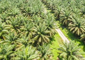 Hutan Berganti Sawit dan Krisis Iklim Mengancam