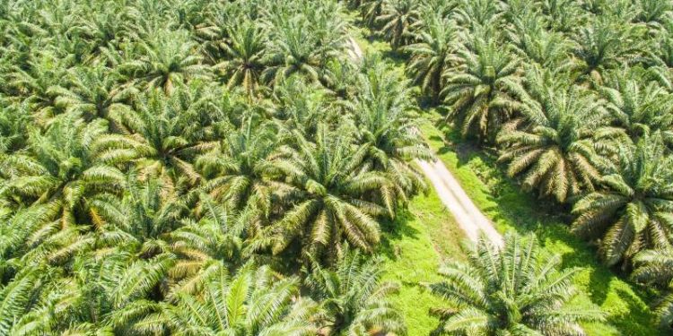 Hutan Berganti Sawit dan Krisis Iklim Mengancam