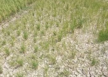 Lahan pertanian yang mengalami keringan