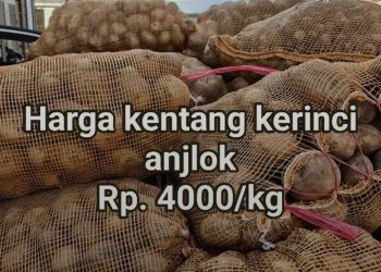 Harga Kentang Anjlok Hingga Rp4.000