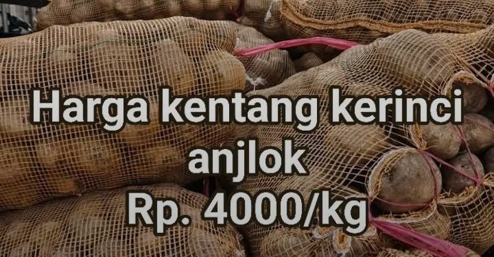 Harga Kentang Anjlok Hingga Rp4.000