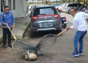 Disnakkan saat menertibkan anjing liar beberapa bulan dilalu di kawasan Kominfo sungai penuh