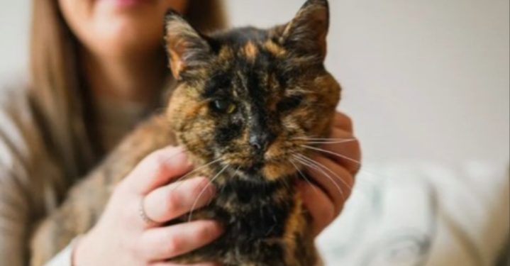 Kucing Tertua di Dunia
Foto: IFL Science