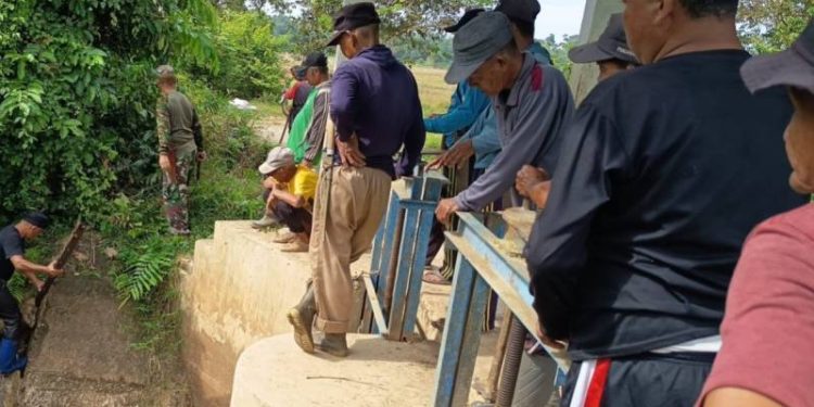 533 Hektare Sawah di Betung Bedarah Timur Tebo Terancam Gagal Tanam