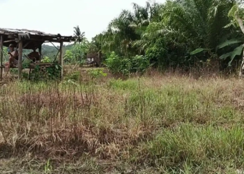 63 Hektare Sawah di Muara Enim Terancam Gagal Tanam