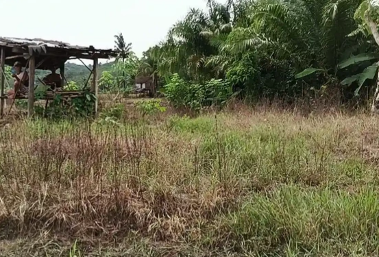 63 Hektare Sawah di Muara Enim Terancam Gagal Tanam