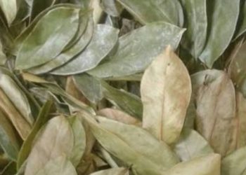 Daun Sirsak Kering