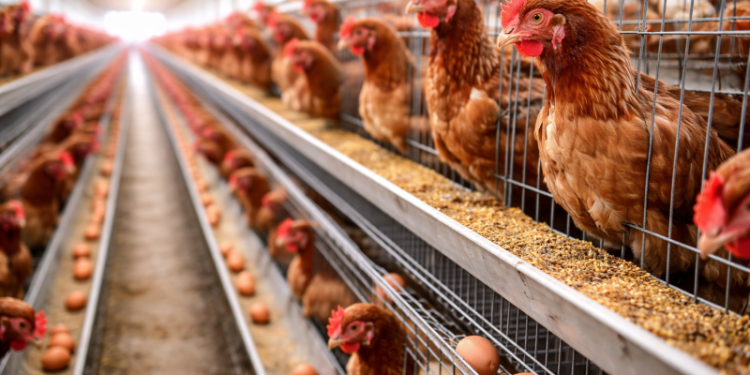 Peluang Usaha Ayam Petelur