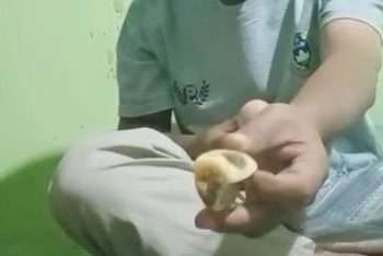 Kualitas Menu Program MBG di Siulak dikeluhkan