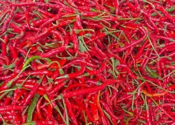 Sempat Turun Rp 20 Ribu, Kini Harga Cabai di Sungai Penuh Melambung Tembus Rp 40 ribu Per Kg 