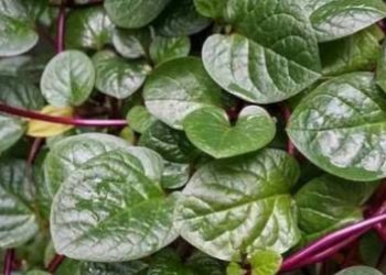 Daun Binahong Merah Memiliki Banyak Manfaat