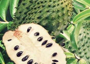 Manfaat Buah Sirsak Matang