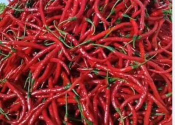 Harga Terjun Bebas, Petani Cabai di Kerinci Merugi