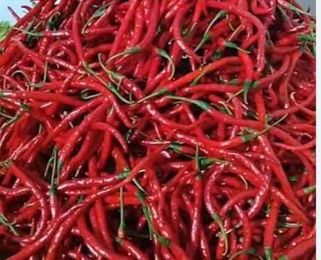 Harga Terjun Bebas, Petani Cabai di Kerinci Merugi