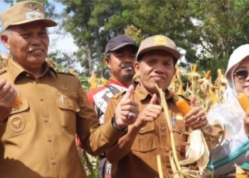 Wawako Azhar Turun ke Sawah, Panen Jagung Bersama Petani Dorong Swasembada Pangan