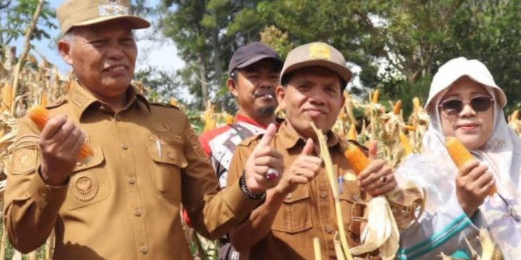 Wawako Azhar Turun ke Sawah, Panen Jagung Bersama Petani Dorong Swasembada Pangan
