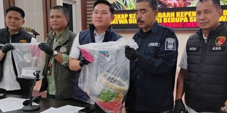 Perdagangan Sisik Trenggiling Terbongkar, Dua Warga Muaro Jambi Diamankan