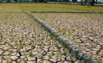 BMKG Ungkap Awal Musim Kemarau 2026 di Indonesia, Ini wilayah yang Mulai Terdampak 