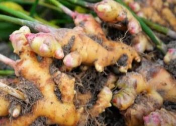 10 Manfaat Jahe untuk Kesehatan, Rahasia Alami Jaga Daya Tahan Tubuh