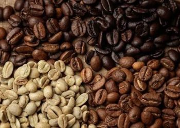 Kopi Arabika vs Robusta: Mana Lebih Nikmat? Ini Perbedaan Rasa dan Karakteristiknya