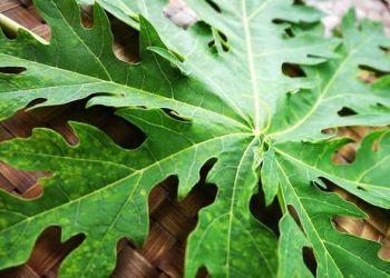 Manfaat Daun Pepaya untuk Kesehatan, dari Pencernaan hingga Daya Tahan Tubuh