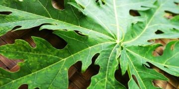 Manfaat Daun Pepaya untuk Kesehatan, dari Pencernaan hingga Daya Tahan Tubuh