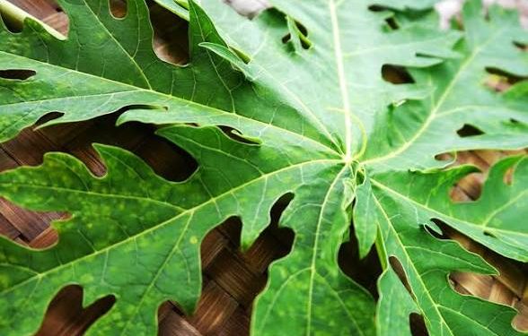 Manfaat Daun Pepaya untuk Kesehatan, dari Pencernaan hingga Daya Tahan Tubuh