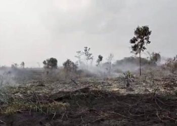 Jambi Masuk Daerah Paling Rawan Karhutla 2026