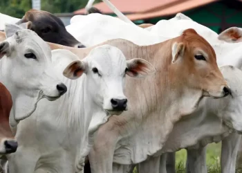 Tips Memilih Hewan Qurban Sehat dan Tidak Kurus