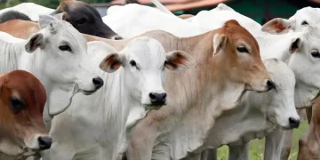 Tips Memilih Hewan Qurban Sehat dan Tidak Kurus