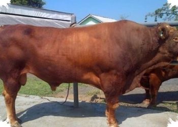 Presiden Prabowo Kembali Borong Sapi Jumbo dari Polewali Mandar untuk Kurban Idul Adha 1447 H, Ini Beratnya