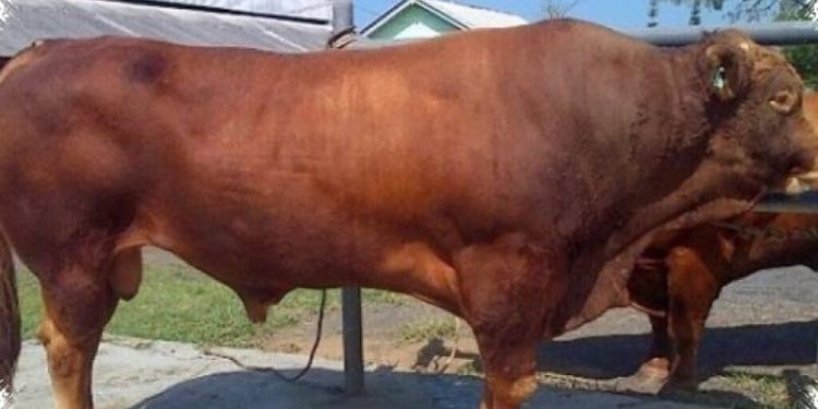 Presiden Prabowo Kembali Borong Sapi Jumbo dari Polewali Mandar untuk Kurban Idul Adha 1447 H, Ini Beratnya