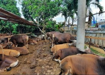 Jelang Lebaran Idul Adha, Satgas Pemeriksaan Hewan Kurban di Kota Jambi