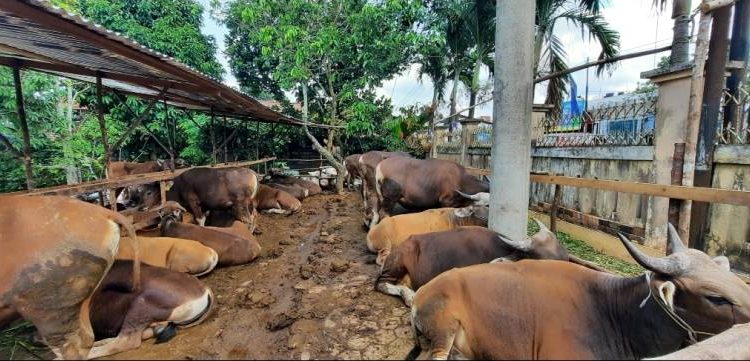 Jelang Lebaran Idul Adha, Satgas Pemeriksaan Hewan Kurban di Kota Jambi