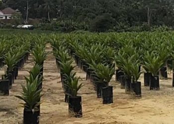 Varietas Sawit Terbaik 2026: Pilih Bibit Sesuai Jenis Lahan untuk Hasil Optimal
